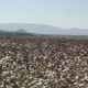 1,000 New Farms Start Growing Organic Cotton to Meet T-Shirt Demand