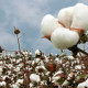Transgenic Cotton Doesn’t Mean Less Expensive T-Shirts