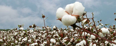 Transgenic Cotton