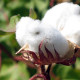 How Cotton is Grown