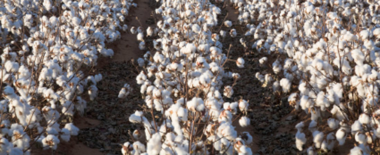 Pima cotton